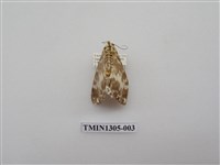 藏品(尺蠖蛾科)的圖片